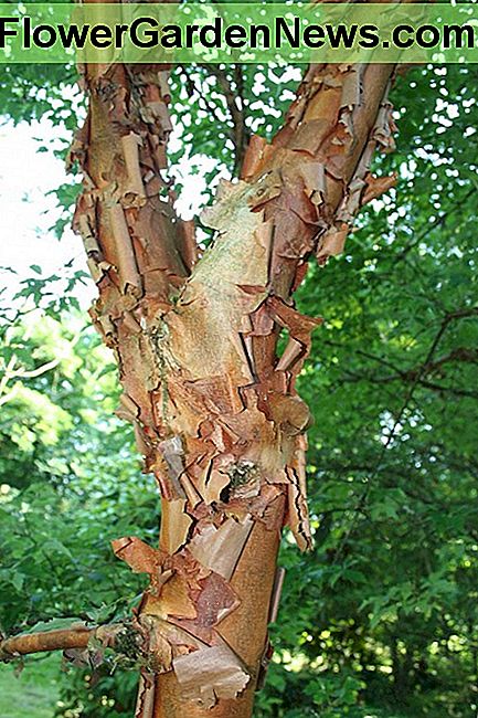 Paperbark Maple Paperbark Maple