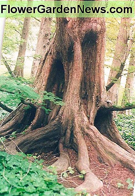 Dawn Redwood Dawn Redwood