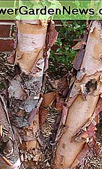 Rivier Birch River Birch