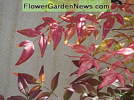 Nandina Nandina