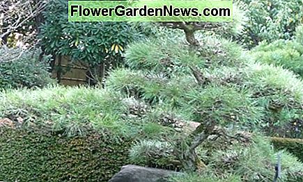 Japanse zwarte den Japanese Black Pine