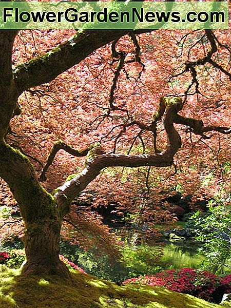 Japanse esdoorn Japanese Maple