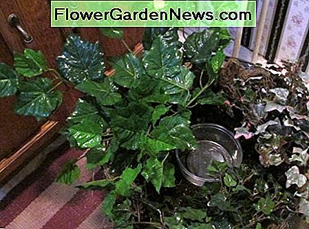 Arregle las plantas para que sean agradables para usted. Después de todo, una vez que las aves hayan emprendido su vuelo, ¡volverás a tener tu canasta! Arrange plants so they are pleasing to you. After all, once the birds have fledged, you'll have your basket back again!
