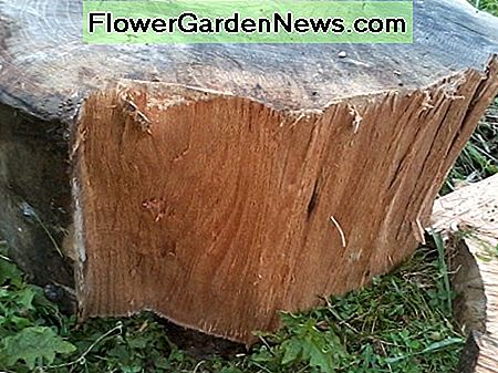 (Scharlachrote Eiche) (Scarlet oak)