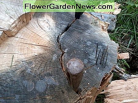 Zwei Keile werden verwendet, wenn einer nicht genug ist. Siehst du das Holzspalten? An diesem Punkt hört man ein Geräusch wie Reis Crispies in Milch. Two wedges are used when one is not enough. See the wood splitting? By this point you can hear a sound like rice crispies in milk.