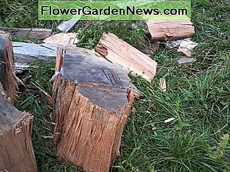 Aus diesem Stück Holz ein Stück Torte machen. Ich werde später in die Hintertür gehen, um sein Herz zu nehmen. Turning this chunk of wood into a slice of pie. I will later go in the backdoor to take its heart.