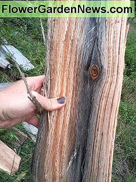 Das ist was ich mit einem Knoten meine. Sie können diese nicht immer von außen sehen, aber sie können trotzdem Schwierigkeiten verursachen. This is what I mean by a knot. You can't always see these from the outside, but they can cause difficulties anyway.
