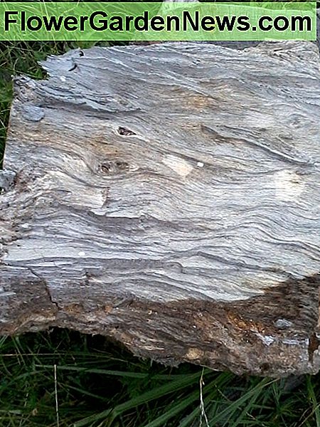 Ein Stück Bergahorn - es kann gespalten werden! Beachten Sie, wie wellig und lockig das Korn ist. Schwierige Sachen. A chunk of sycamore - it can be split! Notice how wavy and curly the grain is. Difficult stuff.