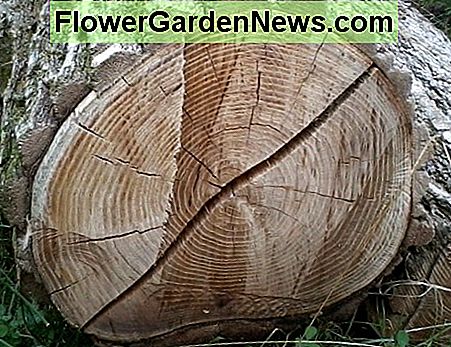 Ein sehr großer, übertriebener Check in einer Robinie. Du wirst sie nicht immer so bekommen, aber das willst du ausnutzen. A very large, exaggerated check in some black locust. You won't always get them like this, but that's what you want to take advantage of.