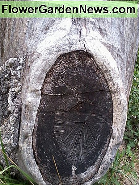 Das ist, was ich mit einer Filiale meine. Es ist nicht möglich, sich von oben oder unten zu trennen. (Bergahorn) This is what I mean by a branch. Impossible to split from top or bottom, it's best to go around these. (Sycamore)