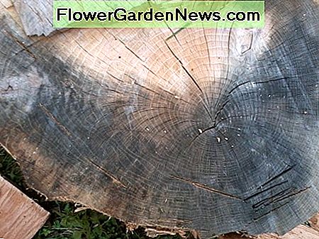 Das Abziehen der äußeren Schichten ergibt Brennholz und hilft, den Rest der Runde auseinander zu halten. (Scharlachrote Eiche) Stripping off the outer layers yields firewood and helps get the rest of the round apart. (Scarlet oak)