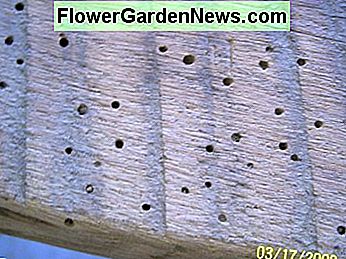 Diese Löcher wurden von Käfern als Nahrungsquelle geschaffen. Die Käfer gediehen auf dem reichen Holz und vermehrten sich schnell. These holes were created by beetles as a source of nutrition. The beetles thrived on the rich wood and multiplied rapidly.