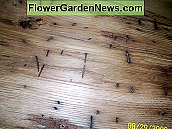 Dies ist ein geschliffenes Stück zurückgeforderten amerikanischen wurmartigen Kastanien. Sie können sehen, dass es reich an Farbe ist. This is a sanded piece of reclaimed American wormy chestnut. You can see it's rich in color.