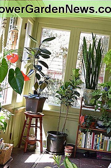Rośliny doskonale nadają się do dekoracji i poprawy powietrza w Twoim domu. Plants are perfect for decoration and for improving the air in your home.