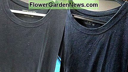 Mijn oude vervaagde zwarte Tee Shirt gezien de gebruikte theebladeren behandeling: vóór (links) en na (rechts) behandeling My old faded black Tee Shirt given the used tea leaves treatment: before (left) and after (right) treatment