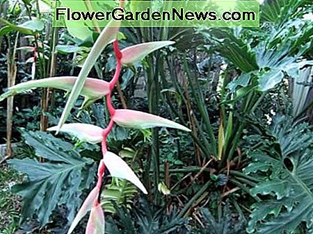 Mijn Heliconia en Fern boom die gebruikte theebladeren en / of theebrouw-behandelingen heeft ontvangen. My Heliconia and Fern tree that received used tea leaves and/or tea brew treatment.