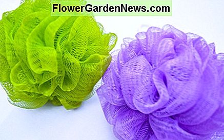 Loofahs สามารถบ้านแบคทีเรียเพื่อเปลี่ยนพวกเขามักจะ Loofahs can house bacteria so change them often.