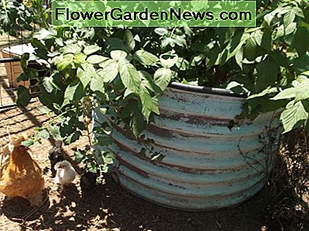 Wir verwenden immer noch Scheiben von alten kleinen Wellpapptanks als Hochbeete, aber alle großen Tanks wurden in Kuppelformen geschnitten und in mein Feuerbunker-Design recycelt. We still use slices of old small corrugated water tanks as raised garden beds, but all the large tanks have been cut into dome shapes and recycled into my fire bunker design.
