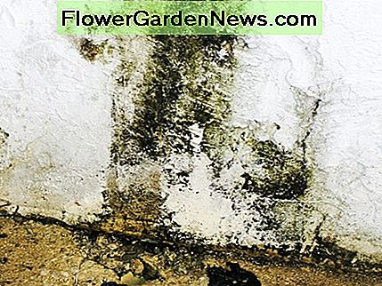 Juodoji pelėsiai ant rūsio sienos. Black mold on a basement wall.