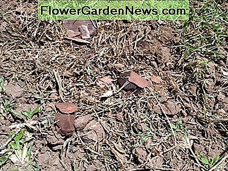 Gelockerte Erde mit Mulch gemischt (trockenes Gras und Rinde) Loosened soil mixed with mulch (dry grass and bark chips)
