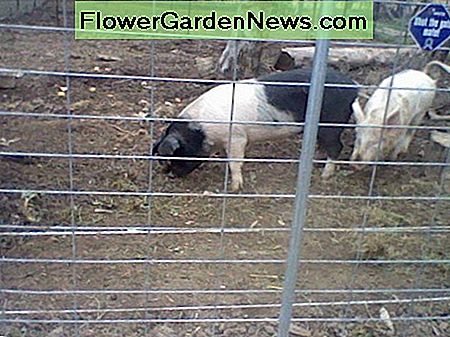 Šių kiaulių pavadinimai yra The names of these pigs are 'Bacon' and 'Eggs', but they are so friendly we could never eat them. They help prepare our off-grid gardens.