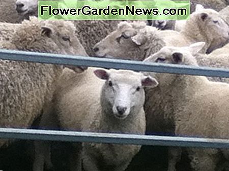 Når du ikke ved noget om får, men du vil købe en, hjælper det med at få en erfaren lokal fortælle dig, om den søde er en god investering. When you know nothing about sheep but you want to buy one, it helps to have an experienced local tell you if the cute one is a good investment.