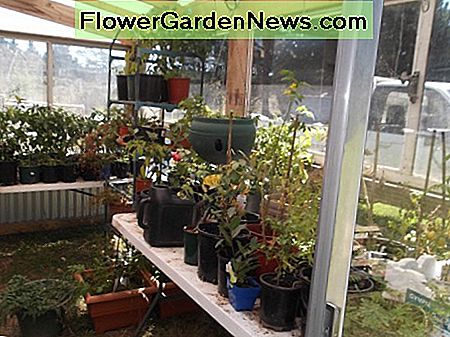 Vores nye drivhusudvidelse på haven skur er bygget hovedsageligt fra genbrugsvinduer og døre. Our new greenhouse extension on the garden shed is built mainly from recycled windows and doors.