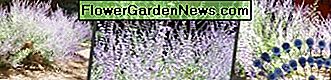 Jardín al aire libre: use aguas negras en plantas decorativas, arbustos y árboles al aire libre. Outdoor Garden - Use blackwater on decorative plants, bushes, and trees outdoors.