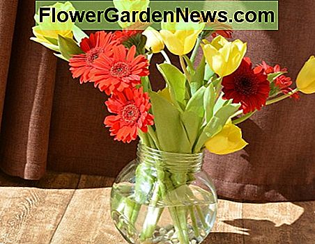 Frisch geschnittene Frühlingsblumen (Gerbera und Tulpen) sehen in einer einfachen Vase hübsch aus. Freshly cut spring flowers (gerbera and tulips) look pretty in a simple vase.