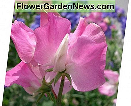 Erbse Erbstück Old Spice (Lathyrus Odoratus) produziert bunte duftende Blumen. Diese Sorte ist perfekt für Schnittblumen. Sweet pea Heirloom Old Spice (Lathyrus Odoratus) produces colorful scented flowers. This variety is perfect for cut flowers.