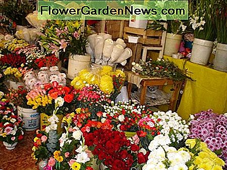 Schneiden Sie Blumen für Verkauf in einem traditionellen Straßenmarkt. Cut flowers for sale in a traditional street market.