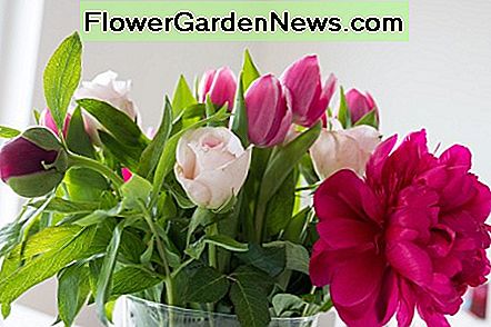 Ein Valentinstag Posy mit roten und rosa Pfingstrosen, Rosen und Tulpen. A Valentine's Day posy made with red and pink peonies, roses and tulips.
