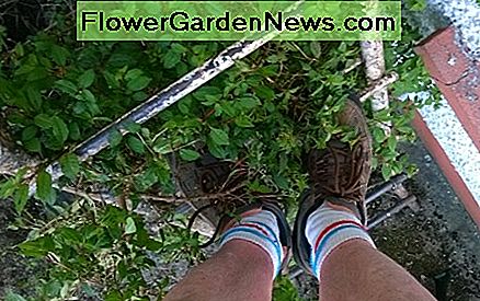 Achten Sie auf jegliche Vegetation, die auf den Sprossen liegt. Es ist sehr einfach, darauf zu rutschen, besonders wenn es nass ist. Vegetation zurückschneiden oder die Leiter nach Möglichkeit neu positionieren. Watch out for any vegetation lying on the rungs. It's very easy to slip on this, especially if it's wet. Cut back vegetation or reposition the ladder if possible.