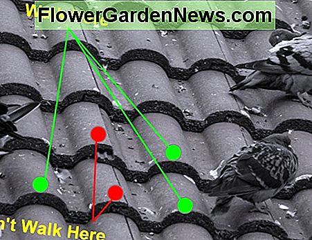Gehen Sie auf den unteren Teil einer Fliese, wo sie die darunter liegende Fliese umschlingt, aber nicht an den Rändern mit einem Wasserkanal Walk on the lower section of a tile where it laps the tile underneath, but not on the edges with a water channel