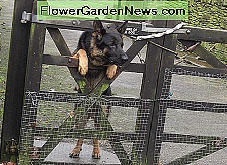 Honden moeten zo vaak mogelijk in huis worden gehouden. Dogs should be kept inside the house as often as possible.