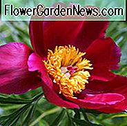 Paeonia 'Merry Mayshine', Pfingstrose 'Merry Mayshine', 'Merry Mayshine' Pfingstrose, Rote Pfingstrosen, Rote Blumen, Duftende Pfingstrosen