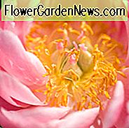 Paeonia 'Lachs Traum', Pfingstrose 'Lachs Traum', 'Lachs Traum' Pfingstrose, rosa Blüten, rosa Pfingstrosen, Korallenblüten, Korallen Pfingstrosen