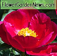 Paeonia 'Amerika', Pfingstrose 'Amerika', 'Amerika' Pfingstrose, Rote Pfingstrosen, Rote Blumen, Duftende Pfingstrosen