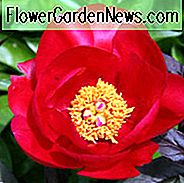 Paeonia 'Burma Ruby', Pfingstrose 'Burma Ruby', 'Burma Ruby' Pfingstrose, rote Pfingstrosen, rote Blüten, duftende Pfingstrosen