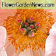 Paeonia 'Coral Charm', Pfingstrose 'Coral Charm', 'Coral Charm' Pfingstrose, rosa Blüten, rosa Pfingstrosen, Korallenblüten, Korallen Pfingstrosen