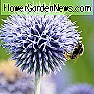 Echinops Ritro 'Taplow Blue', Globe Distel 'Taplow Blue', Echinops Ritro 'Taplow Blue', Echinops 'Taplow Blue', Eryngium 'Taplow Blue', Blaue Stauden, trockentolerante Pflanzen, pflegeleichte Pflanzen, Taplow Blue Echinops, Echinops Bannaticus 'Taplow Blau'