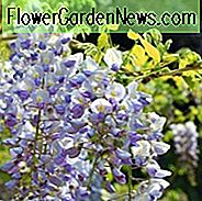 Wisteria Floribunda 'Macrobotrys', japanische Wisteria 'Macrobotrys', Wisteria floribunda 'Multijuga', japanische Glyzinie 'Multijuga', duftende Reben, blaue Glyzinien, violette Glyzinien
