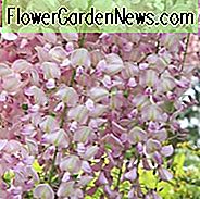 Glyzinien Floribunda 'Rosea', Japanische Glyzinien 'Rosea', Rosa Japanische Glyzinien, Glyzinien Floribunda 'Hon-beni', Glyzinien Floribunda 'Honigbienen Rosa', Glyzinien Floribunda 'Honko', Glyzinien Floribunda 'Huntington Pink', Glyzinien Floribunda 'Pink Ice ', Duftende Rebe, rosa Blüten