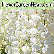 Wisteria Sinensis 'Jako', Chinesische Wisteria 'Jako', Glyzinie Floribunda Rentier, Glyzinien Floribunda 'Fragrantissima', Glyzinien Floribunda 'Jakohn-Fuji', Glyzinien 'Jako', Duftende Rebe, Weiße Blüten
