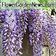 Glyzinie 'Caroline', Duftende Rebe, lila Blüten, Lavendelblüten, Wisteria floribunda 'Caroline
