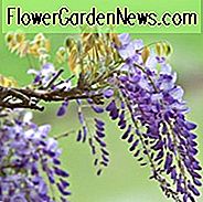 Glyzinien Brachybotrys 'Okayama', Glyzinien 'Okayama', Wisteria venusta 'Okayama', Purpur Glyzinien, duftende Reben, seidige Glyzinien, violette Blüten