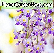 Glyzinien Floribunda 'Domino', Chinesische Glyzinien 'Prematura', Glyzinien × Formosa Domino, Glyzinien × Formosa 'Domino', Glyzinien × Formosa 'Issai', Japanische Glyzinien, Duftende Rebe, Lila Blüten, Lavendelblüten