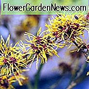 Hamamelis mollis, chinesische Zaubernuss, Hamamelis virginiana, gemeine Zaubernuss, Virginia Zaubernuss, Hamamelis vernalis, frühlingshafte Zaubernuss, Ozark Zaubernuss, Hamamelis x intermedia