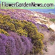 New England, New England Garten, beste Sträucher, Sträucher für New England, große Sträucher, Top Sträucher, Nordosten, Nordosten Garten, beste Sträucher für Nordosten, Sträucher für Pisten, Sträucher für Hügel