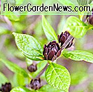 Calycanthus Floridus 'Michael Lindsey', Carolina Piment 'Michael Lindsey', Sweetshrub 'Michael Lindsey', Erdbeer-Busch 'Michael Lindsey', Süße Bubby 'Michael Lindsey', Süße Betsy 'Michael Lindsey', Spicebush 'Michael Lindsey', blühender Strauch